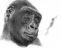 Grands Singes - Apes