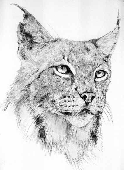 Lynx dessin à l encre réalisé par Laurence SAUNOIS dessinfelinsd6