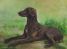 Chiens - Dogs