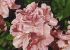Fleurs - Flowers
